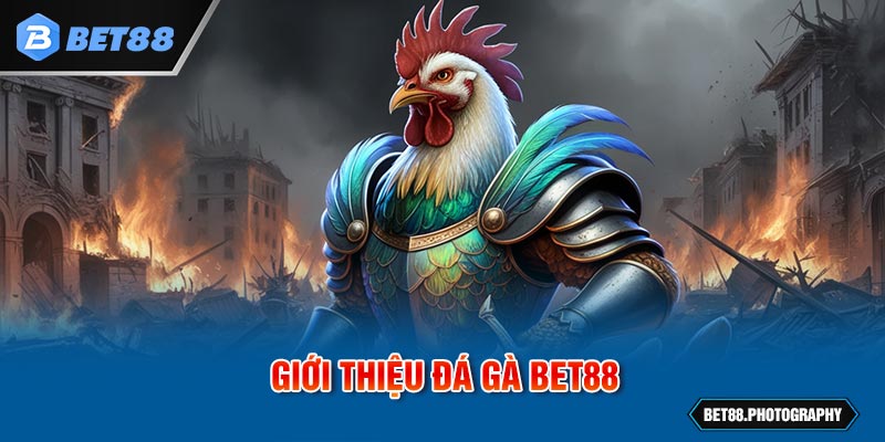 Giới thiệu đá gà BET88