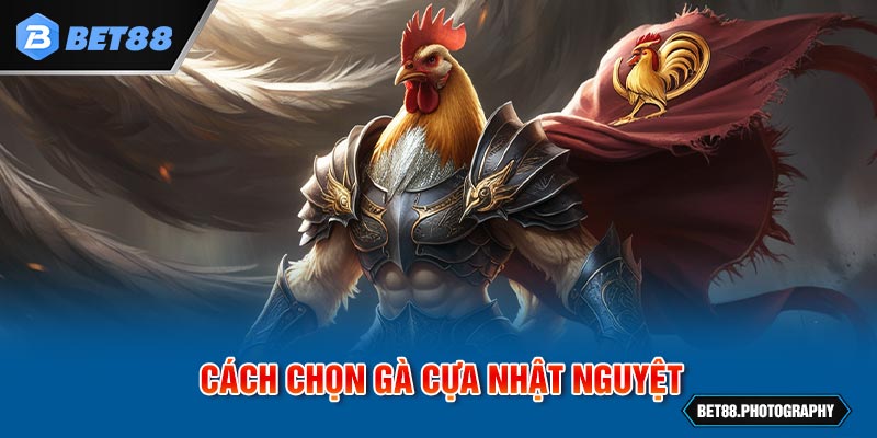 Cách chọn chiến kê có cựa nhật nguyệt